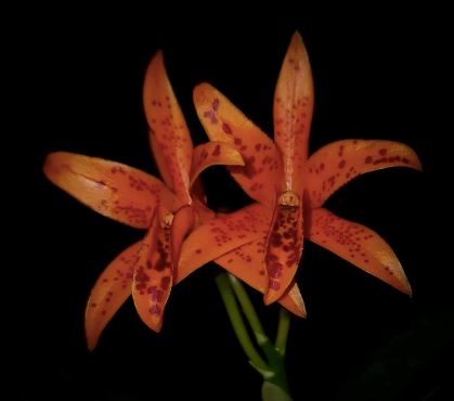 Cattleya aurantiaca var. Mishima ‘Spots’ Cattleya La Foresta Orchids
