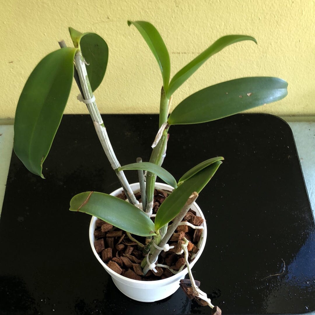 Cattleya bicolor 'Jose Neto' Cattleya La Foresta Orchids 