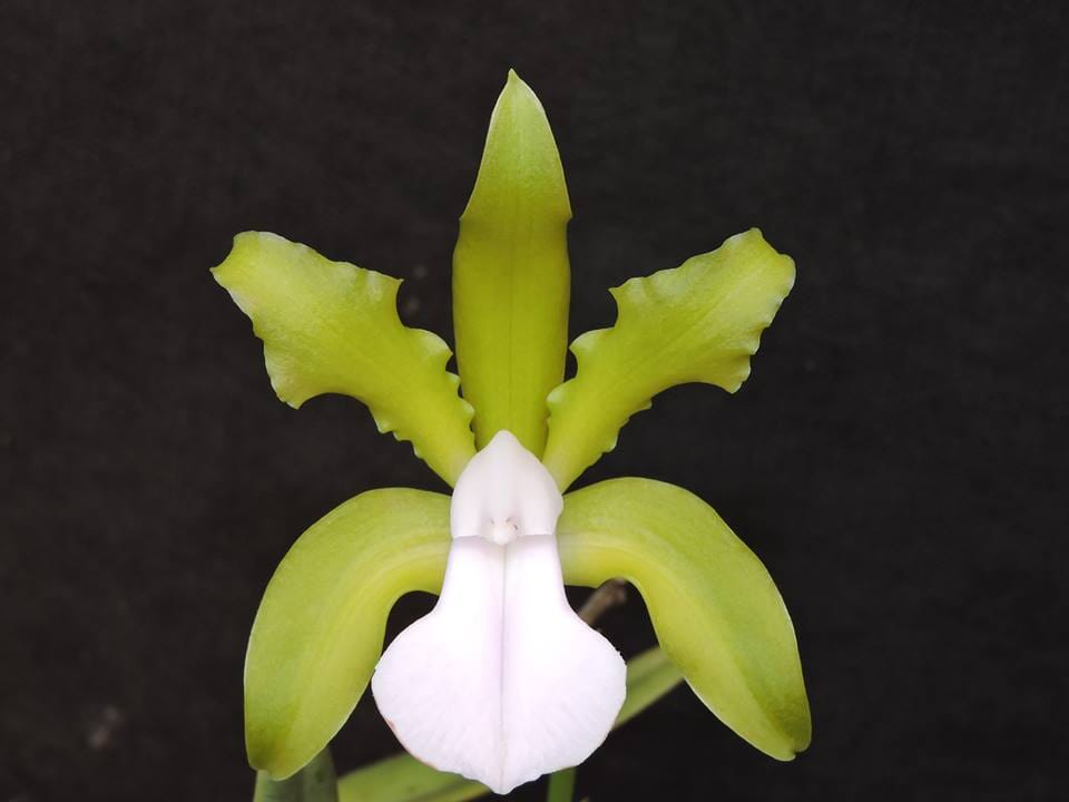 Cattleya bicolor var. alba 'Green Goddess' x Cattleya aclandiae var. alba AM/AOS Cattleya La Foresta Orchids 