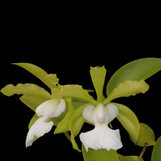 Cattleya bicolor var. alba 'Green Goddess' x Cattleya aclandiae var. alba AM/AOS Cattleya La Foresta Orchids 