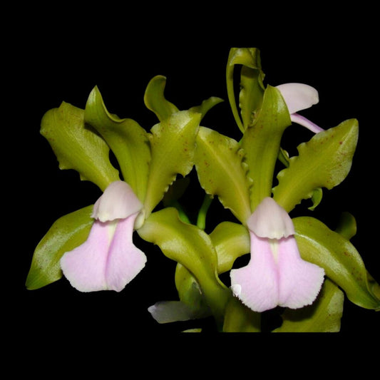 Cattleya bicolor var. albescens Cattleya La Foresta Orchids