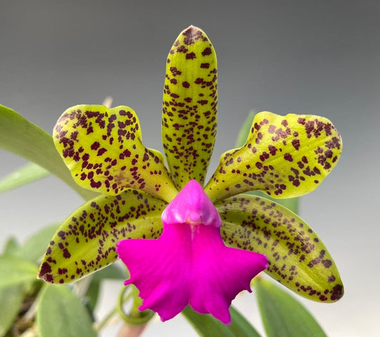 Cattleya bicolor var. coerulea x Cattleya aclandiae var. coerulea Cattleya La Foresta Orchids 
