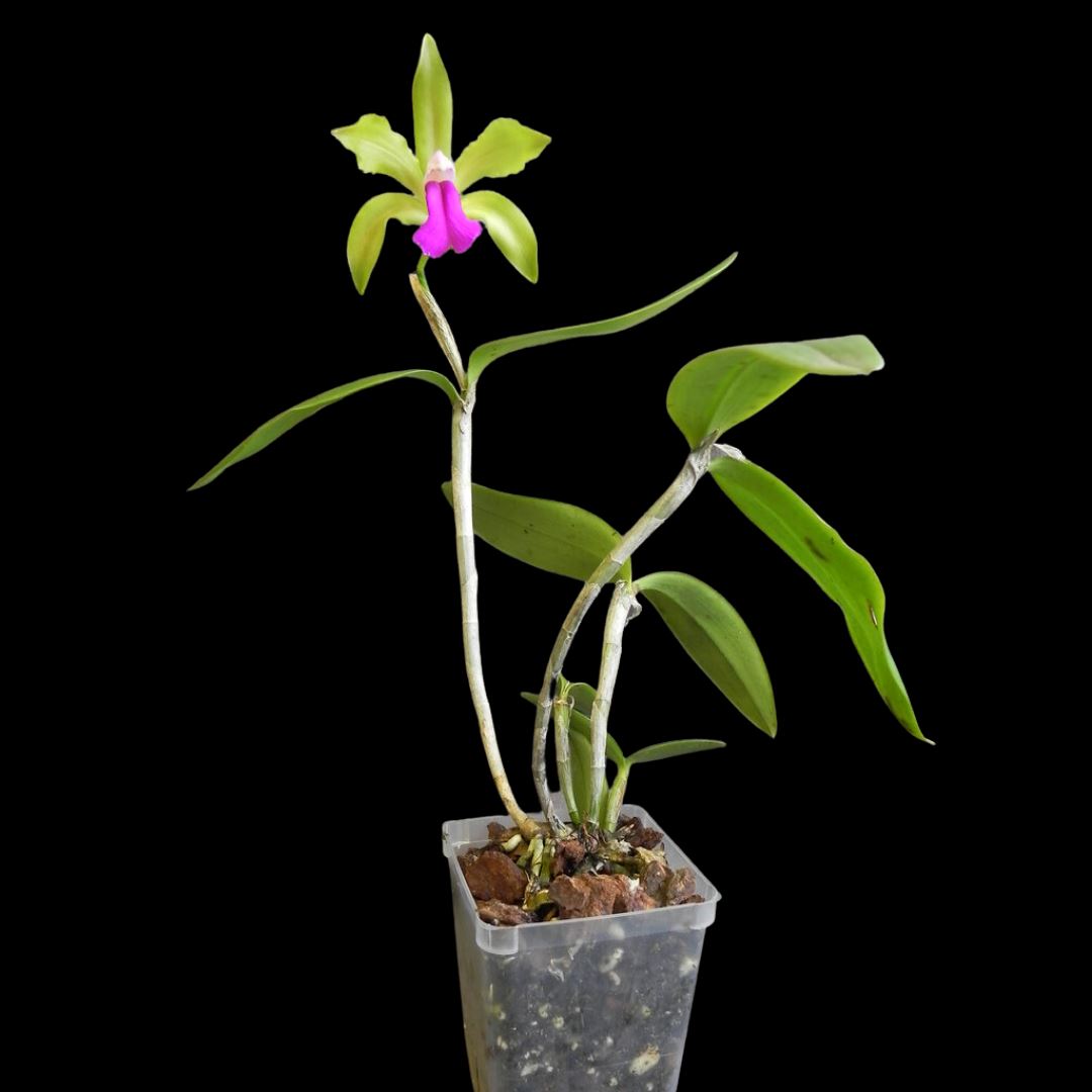 Cattleya bicolor var. semi alba x var. dark tipo ‘Gabriel Amaru’ Cattleya La Foresta Orchids 