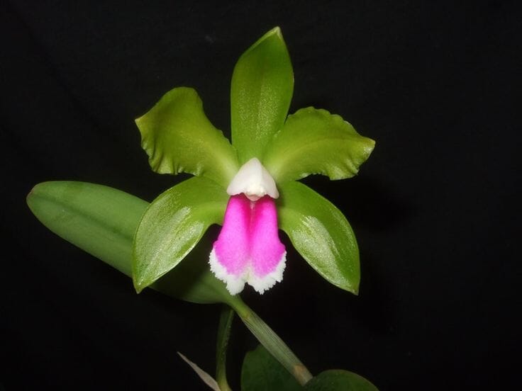 Cattleya bicolor var. semi alba x var. dark tipo ‘Gabriel Amaru’ Cattleya La Foresta Orchids 