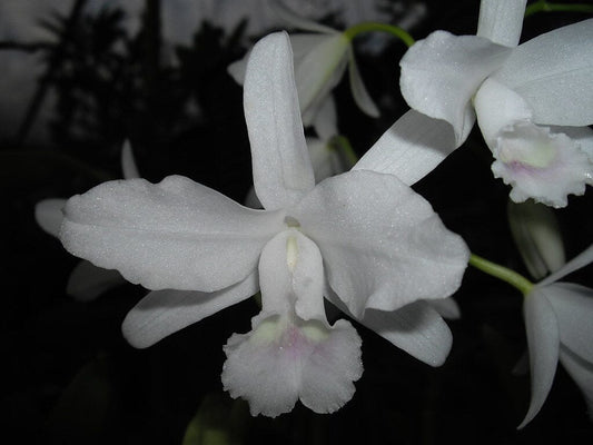 Cattleya bowringiana var. alba Cattleya La Foresta Orchids