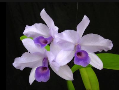Cattleya bowringiana var. coerulea' 'Blue Angel' HCC/AOS x Cattleya deckeri var. coerulea Cattleya La Foresta Orchids 