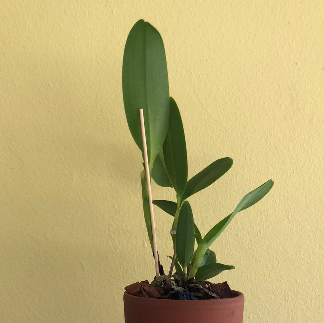Cattleya bowringiana var. coerulea' 'Blue Angel' HCC/AOS x Cattleya deckeri var. coerulea Cattleya La Foresta Orchids
