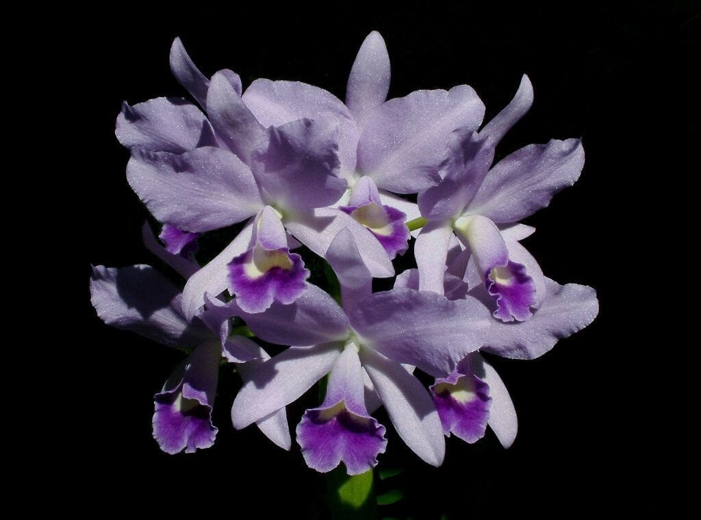 Cattleya bowringiana var. coerulea Cattleya La Foresta Orchids 