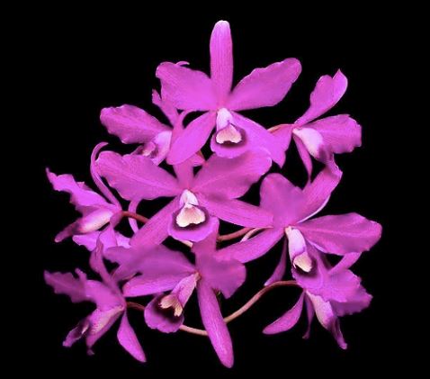 Cattleya bowringiana var. tipo Cattleya La Foresta Orchids