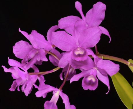 Cattleya bowringiana var. tipo Cattleya La Foresta Orchids 