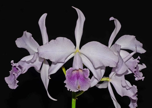 Cattleya Canhamiana var. coerulea x Cattleya maxima var. coerulea Cattleya La Foresta Orchids
