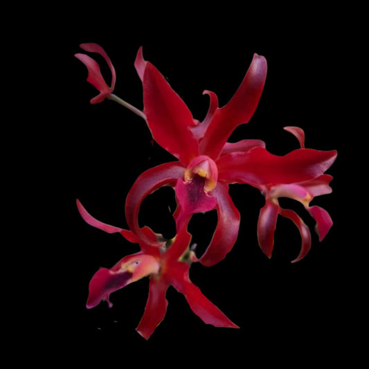 Cattleya Chocolate Drop x Schomburgkia superba Cattleya La Foresta Orchids