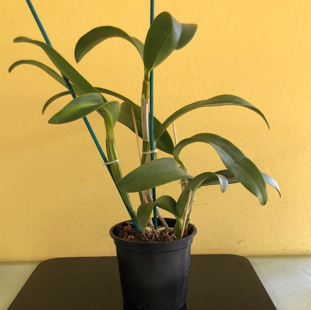 Cattleya Chocolate Drop x Schomburgkia superba Cattleya La Foresta Orchids