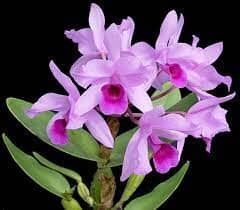 Cattleya deckeri var. tipo Cattleya La Foresta Orchids
