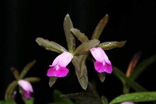 Cattleya dormaniana Cattleya La Foresta Orchids