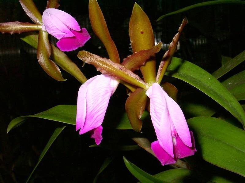 Cattleya dormaniana Cattleya La Foresta Orchids 