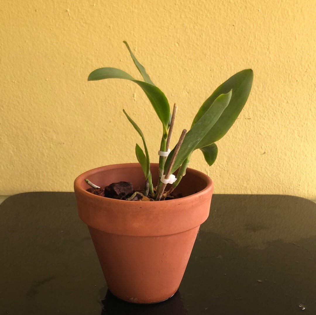 Cattleya dormaniana Cattleya La Foresta Orchids