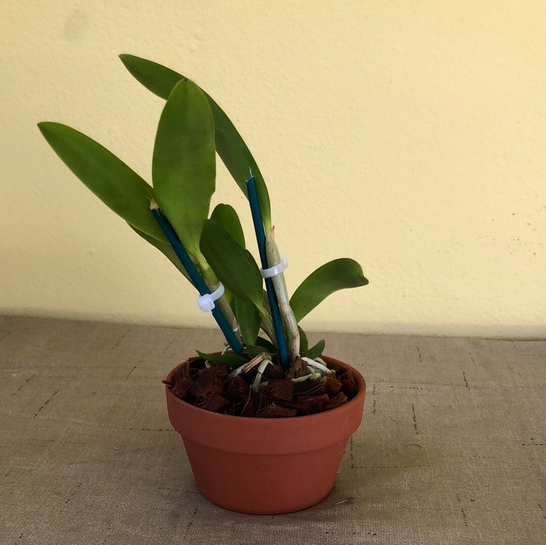 Cattleya dormaniana HCC/AOS x Cattleya bicolor Cattleya La Foresta Orchids