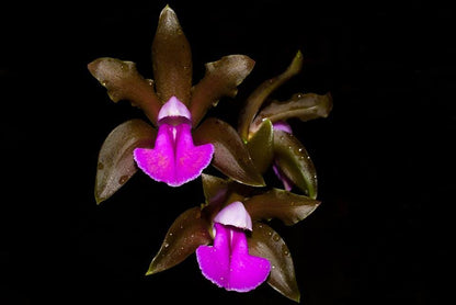 Cattleya dormaniana HCC/AOS x Cattleya bicolor Cattleya La Foresta Orchids 