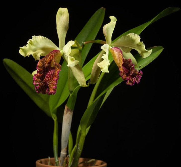 Cattleya dowiana 4N Cattleya La Foresta Orchids 
