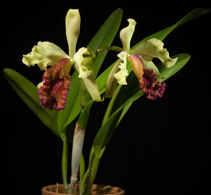 Cattleya dowiana 4N Cattleya La Foresta Orchids 