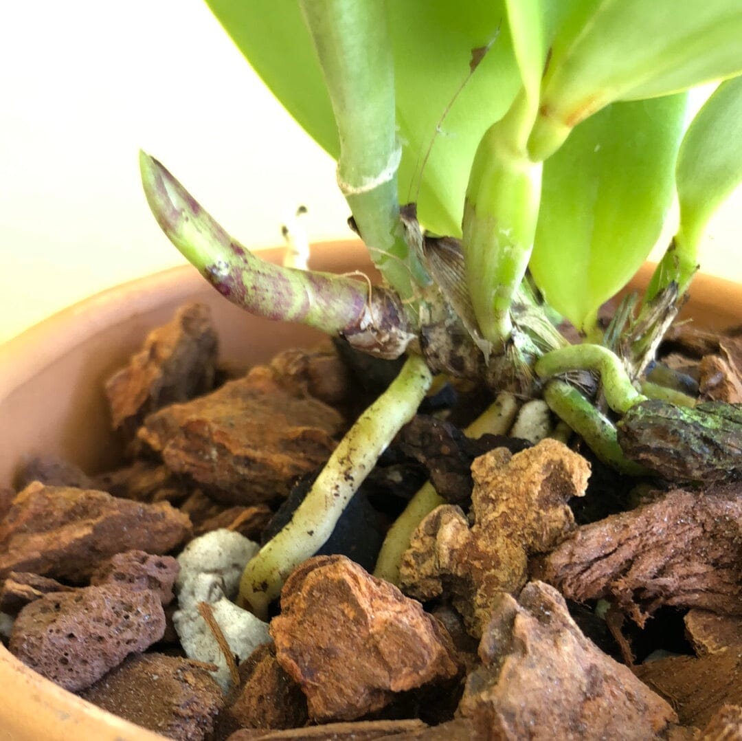 Cattleya dowiana 'Claire' x Cattleya aclandiae 'Gulfglade' AM/AOS Cattleya La Foresta Orchids 