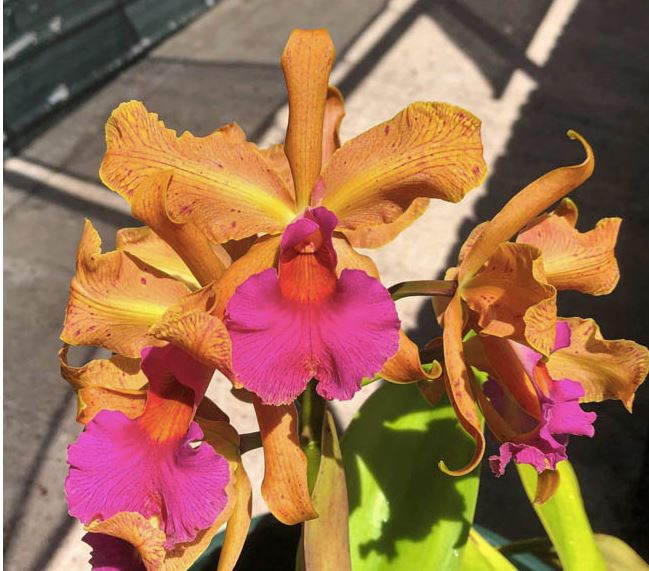 Cattleya dowiana 'Claire' x Cattleya aclandiae 'Gulfglade' AM/AOS Cattleya La Foresta Orchids 