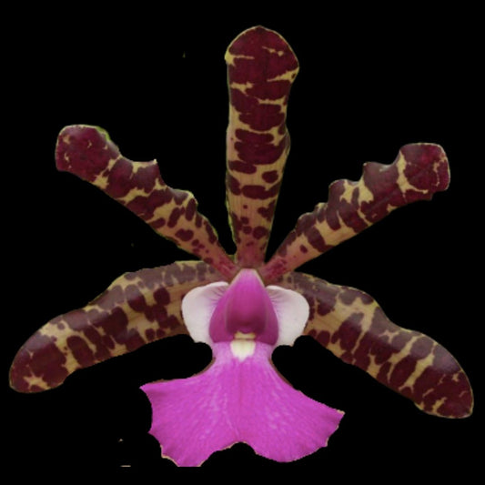 Cattleya dowiana 'Claire' x Cattleya aclandiae 'Gulfglade' AM/AOS Cattleya La Foresta Orchids