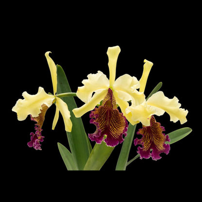Cattleya dowiana var. aurea Cattleya La Foresta Orchids 