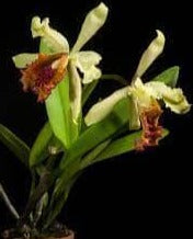 Cattleya dowiana var. aurea Cattleya La Foresta Orchids 