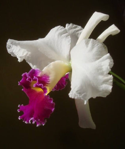 Cattleya dowiana var. aurea x Cattleya warscewiczii var. semi alba Cattleya La Foresta Orchids 