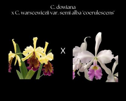 Cattleya dowiana var. aurea x Cattleya warscewiczii var. semi alba 'coerulescens' Cattleya La Foresta Orchids 