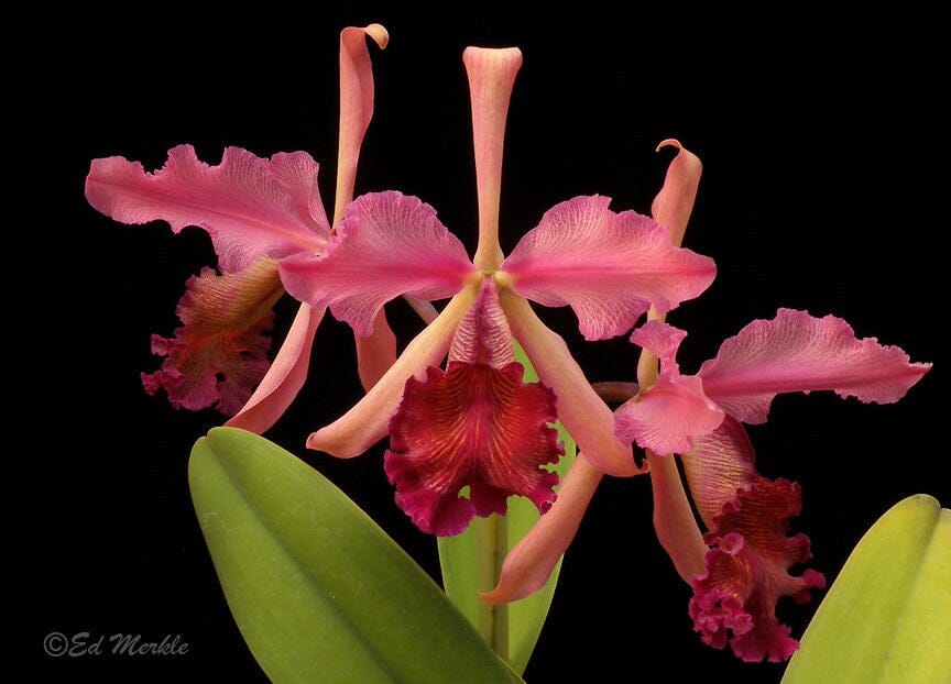 Cattleya dowiana var. rosita Cattleya La Foresta Orchids 