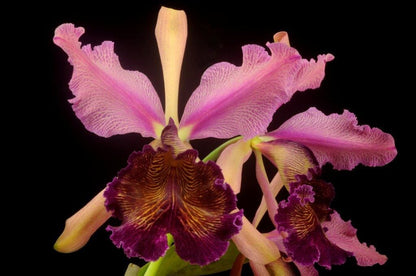 Cattleya dowiana var. rosita Cattleya La Foresta Orchids 