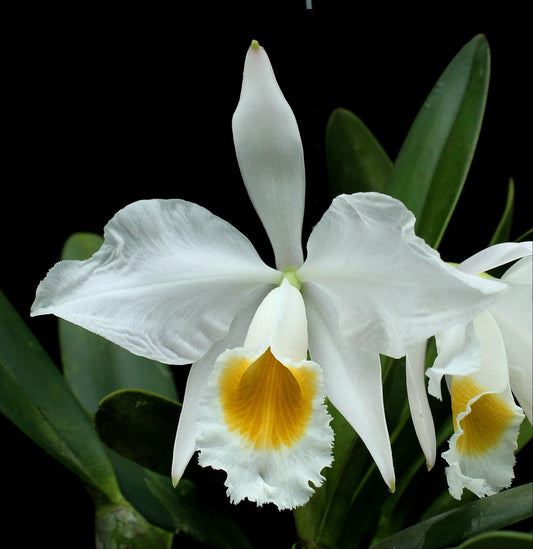 Cattleya eldorado var. alba Cattleya La Foresta Orchids 