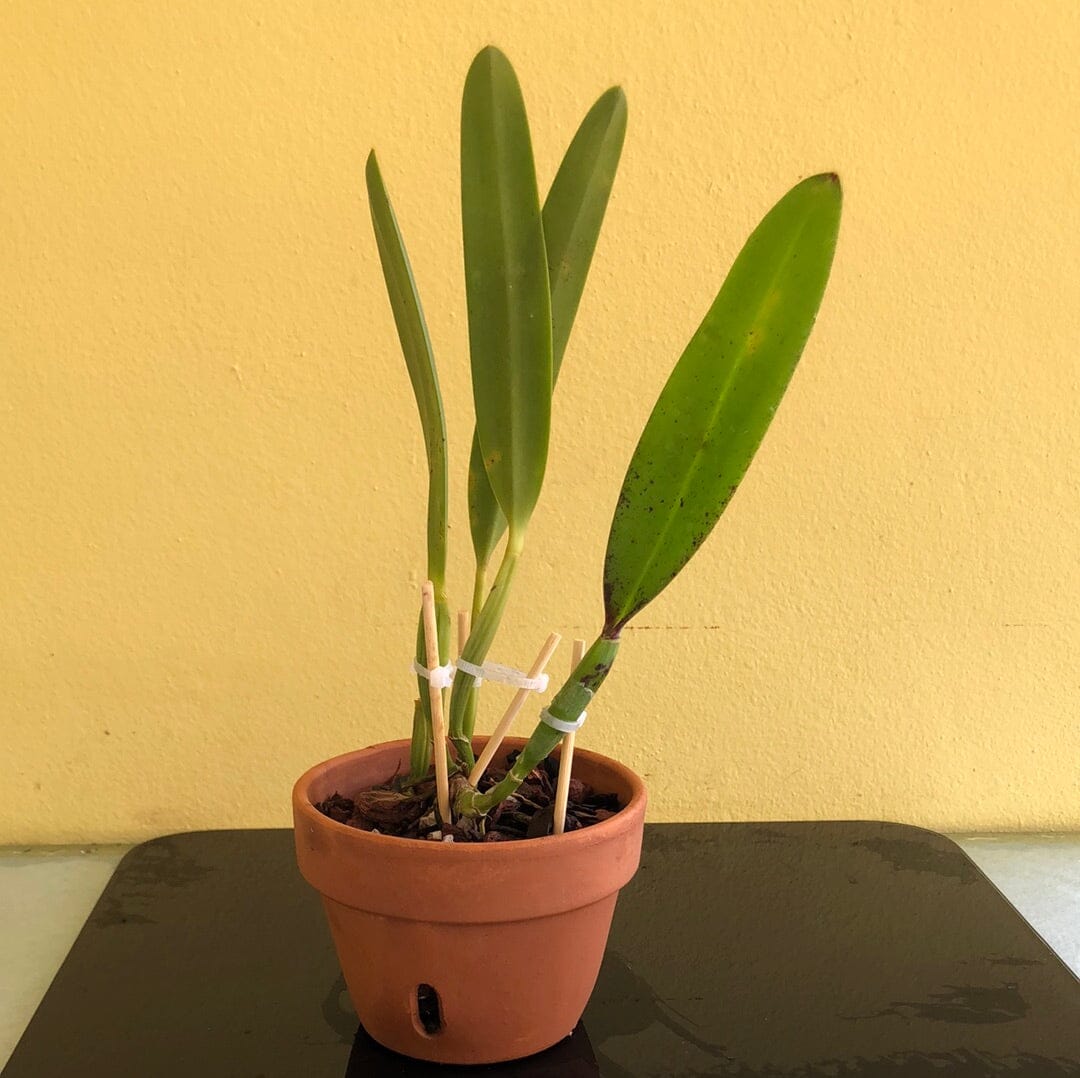 Cattleya eldorado var. alba Cattleya La Foresta Orchids