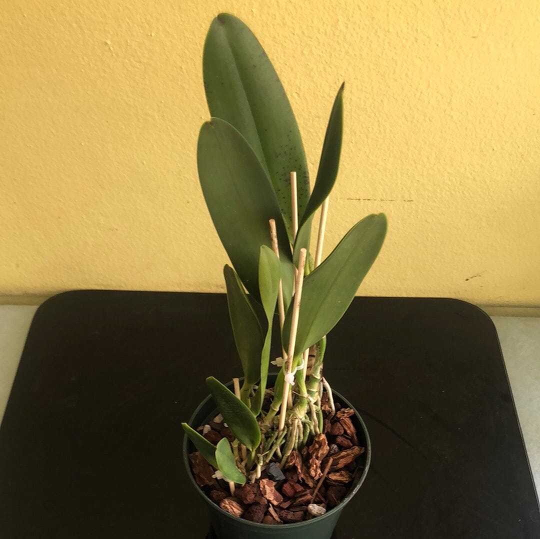 Cattleya eldorado var. semi alba Cattleya La Foresta Orchids