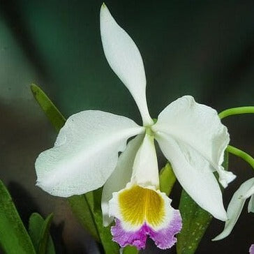 Cattleya eldorado var. semi alba Cattleya La Foresta Orchids 