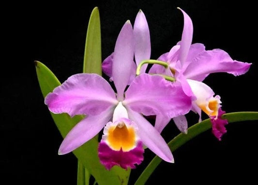 Cattleya eldorado`Mt. Ito' AM/AOS Cattleya La Foresta Orchids 
