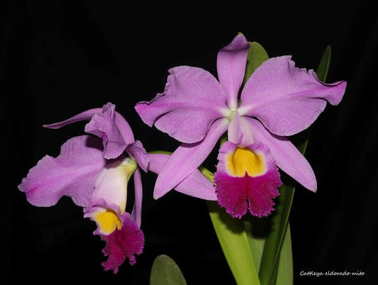 Cattleya eldorado`Mt. Ito' AM/AOS Cattleya La Foresta Orchids