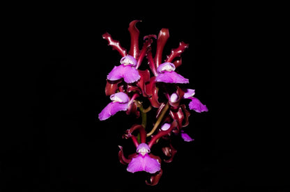 Cattleya elongata Cattleya La Foresta Orchids 
