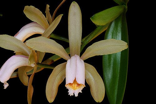 Cattleya forbesii Cattleya La Foresta Orchids