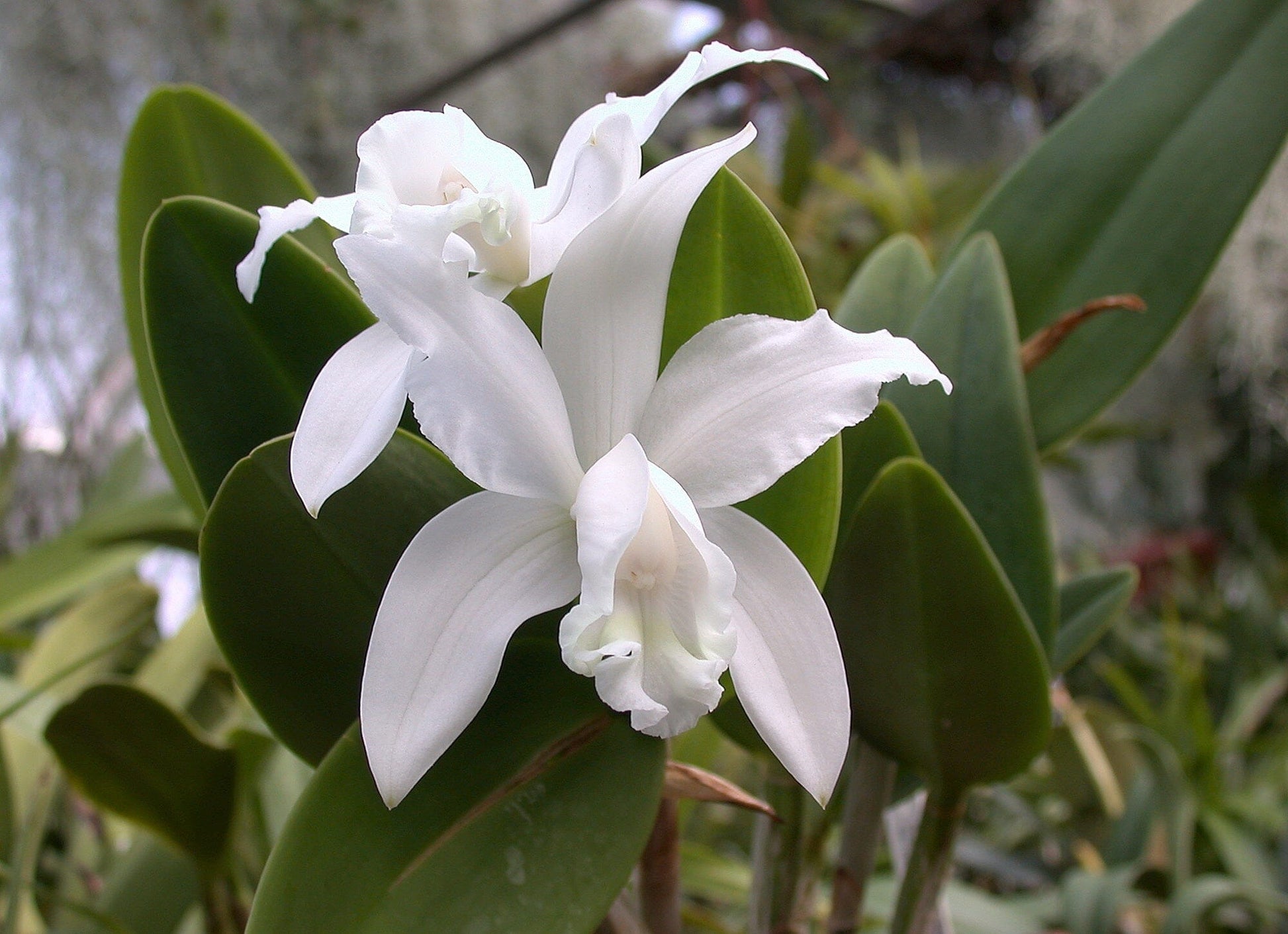 Cattleya forbesii var. alba Cattleya La Foresta Orchids 