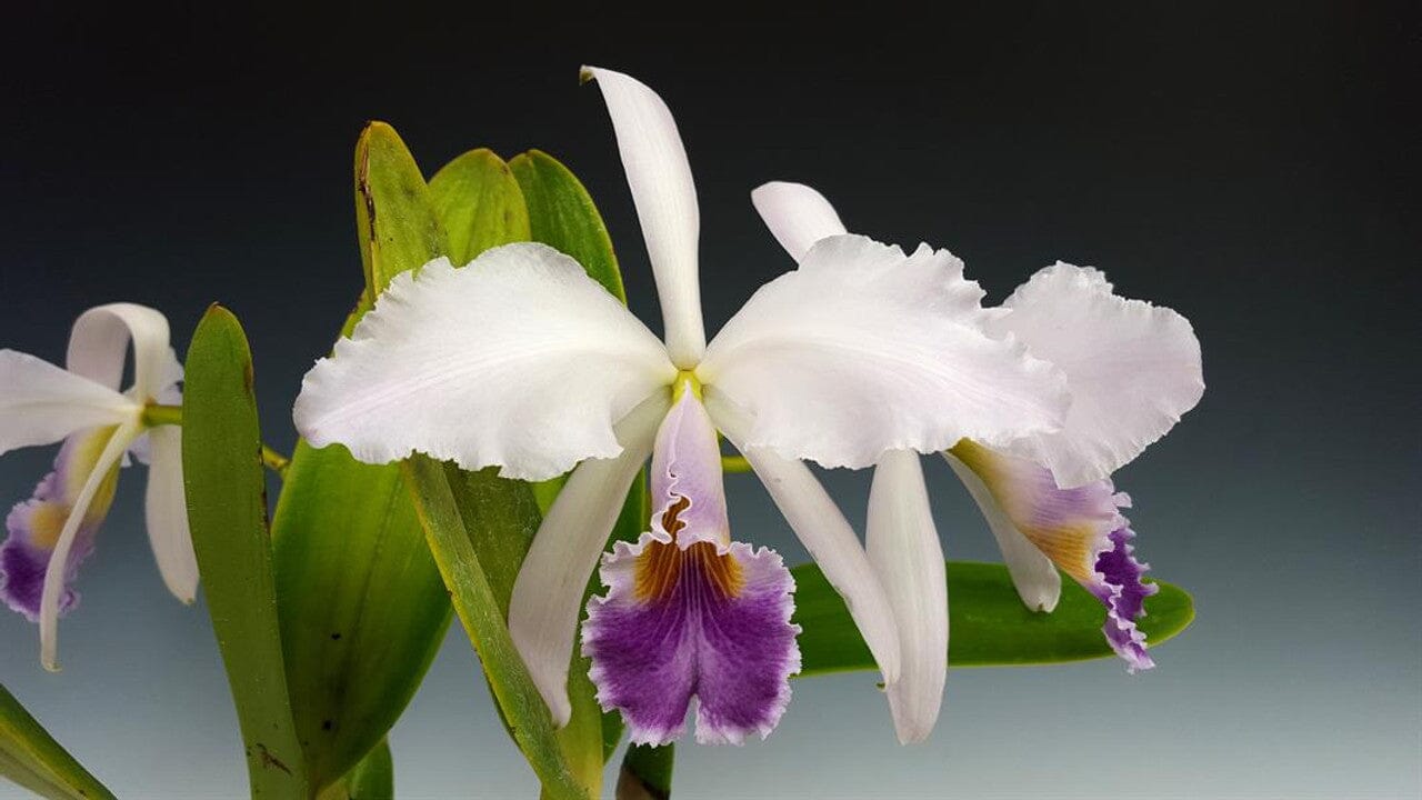 Cattleya gaskelliana var. coerulea Cattleya La Foresta Orchids 
