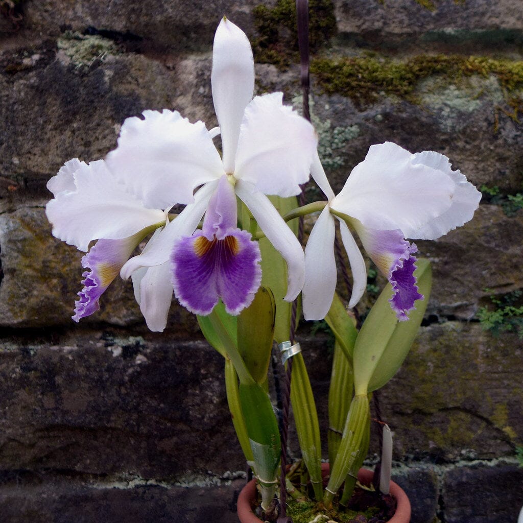 Cattleya gaskelliana var. coerulea Cattleya La Foresta Orchids 