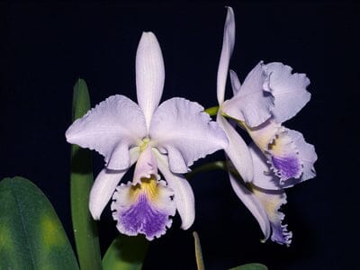 Cattleya gaskelliana var. coerulea Cattleya La Foresta Orchids Cattleya gaskelliana var. coerulea 'Aida' x 'Alexis' 