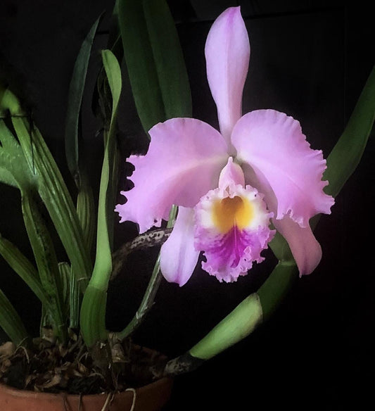 Cattleya gaskelliana var. tipo ‘Salto Angel' Cattleya La Foresta Orchids