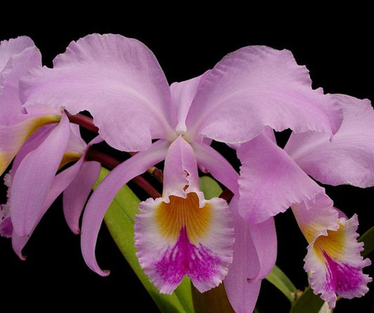 Cattleya gaskelliana var. tipo ‘Salto Angel' Cattleya La Foresta Orchids 
