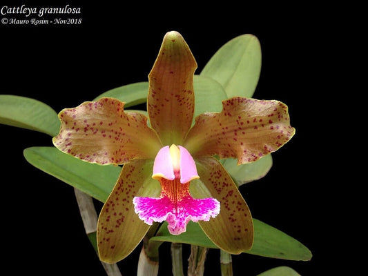 Cattleya granulosa Cattleya La Foresta Orchids