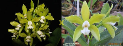 Cattleya guttata var. albina 'Interlagos' x 'Vitor Couto' Cattleya La Foresta Orchids 